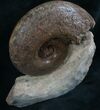 Lytoceras Ammonite - Great Suture Pattern #7821-3